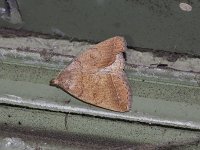 Wavy-Lined Zanclognatha Moth